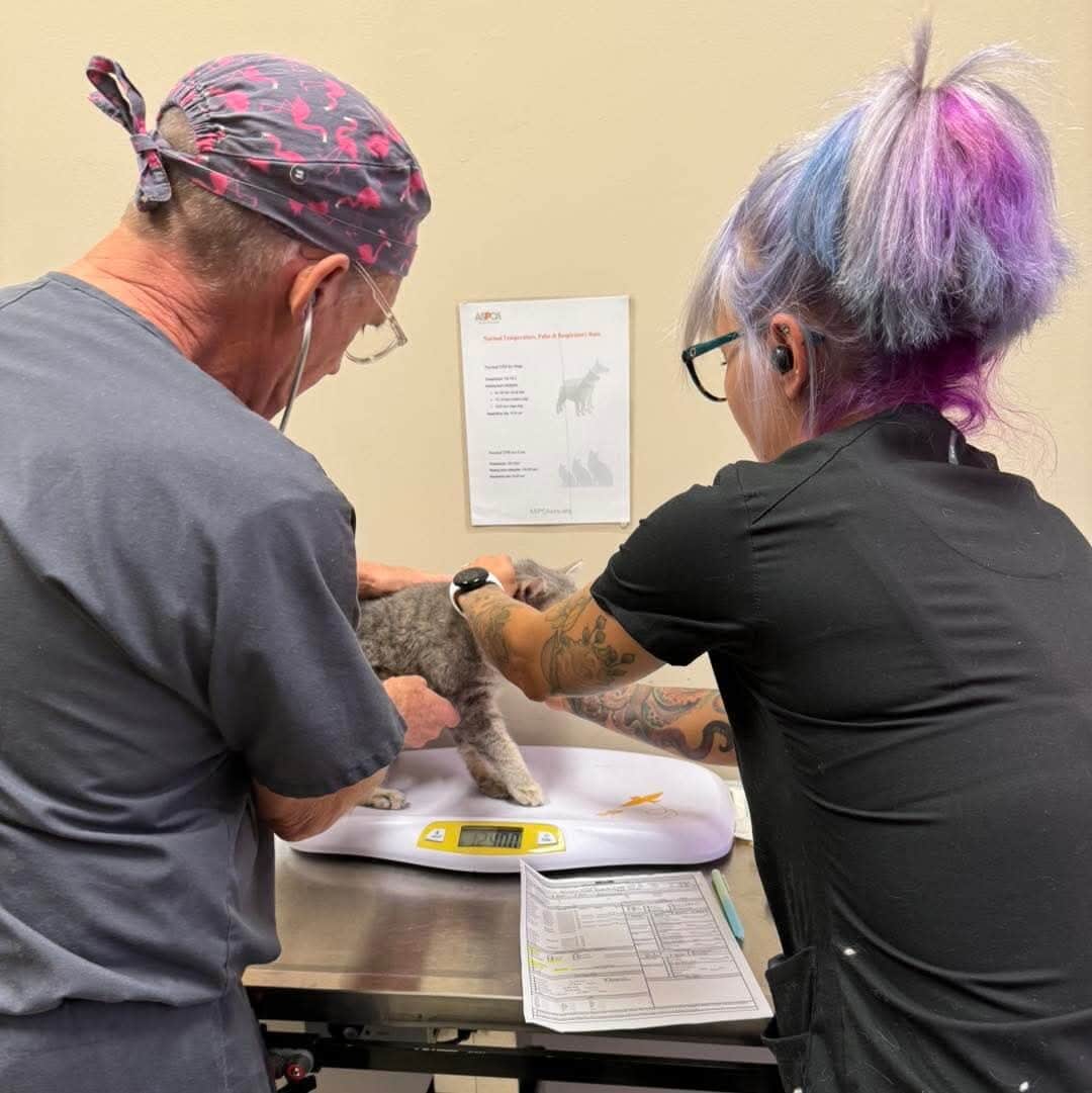 High-Quality, High-Volume Spay/Neuter (HQHVSN) Clinics